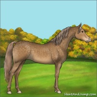 Horse Color:Chocolate Palomino 