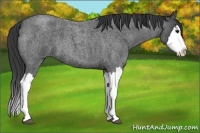 Horse Color:Blue Roan Splash 