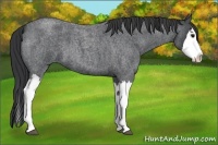 Horse Color:Blue Roan Splash
