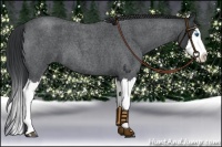 Horse Color:Blue Roan Splash 
