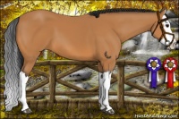 Horse Color:Bay Splash 