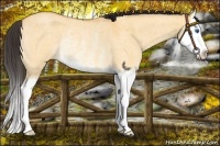 Horse Color:Buckskin Roan Dun Splash Rabicano 