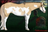 Horse Color:Palomino Dun Splash Frame Rabicano