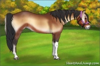 Horse Color:Bay Onyx 