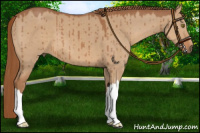 Horse Color:Red Dun Brindle 