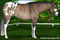 Horse Color:Bay Dun Sabino Blanket Rabicano Brindle 