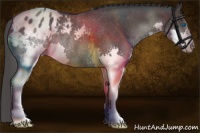 Horse Color:Blue Roan Splash Appaloosa Rabicano 