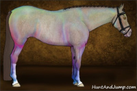 Horse Color:Classic Champagne Roan Rabicano 