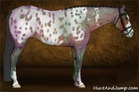 Horse Color:Brown Roan Sabino Appaloosa 