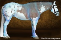 Horse Color:Brown Roan Sabino Splash Appaloosa Rabicano 