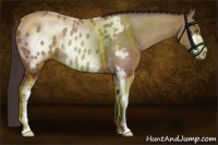 Horse Color:Classic Champagne Roan Sabino Appaloosa Rabicano 