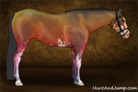 Horse Color:Bay Roan Sabino