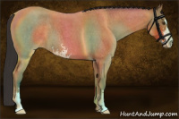 Horse Color:Bay Roan Sabino 