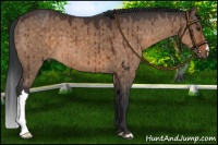 Horse Color:Brown Dun 