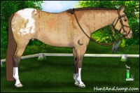 Horse Color:Buckskin Dun Varnish Brindle 