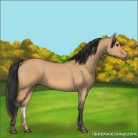 Horse Color:Bay Dun 