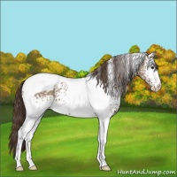 Horse Color:White Spotted Classic Champagne Tobiano 