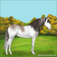 Horse Color:White Spotted Classic Champagne Splash 