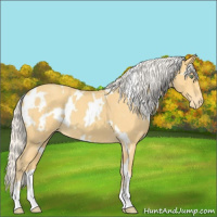 Horse Color:White Spotted Silver Amber Cream Champagne Roan Varnish 