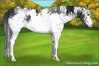 Horse Color:White Spotted Black 