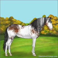 Horse Color:White Spotted Brown 