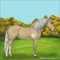 Horse Color:White Spotted Silver Smoky Grullo 