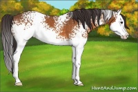Horse Color:White Spotted Buckskin Splash 