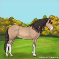 Horse Color:Amber Champagne 
