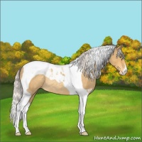Horse Color:Silver Amber Cream Champagne Tobiano Appaloosa Rabicano 