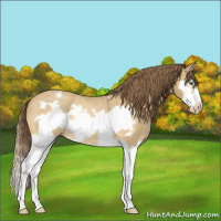 Horse Color:Amber Cream Champagne Roan Splash Frame Appaloosa Rabicano 
