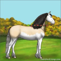 Horse Color:Buckskin Roan Dun Splash 