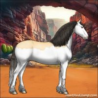 Horse Color:Buckskin Dun Splash