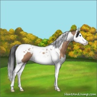 Horse Color:Brown Roan Dun Splash Tobiano 