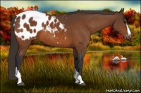 Horse Color:Buckskin Appaloosa 