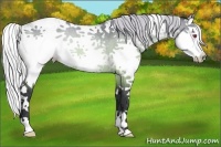 Horse Color:Silver Brown Chinchilla Sabino Splash Rabicano