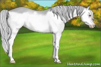 Horse Color:Silver Amber Champagne Chinchilla Splash Frame 