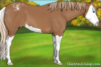 Horse Color:Chestnut Splash Appaloosa 