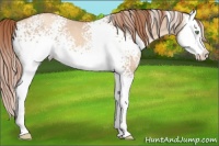 Horse Color:White Spotted Gold Champagne Dun Sabino Splash 