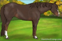 Horse Color:Liver Chestnut Sabino 