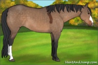 Horse Color:Brown Dun 
