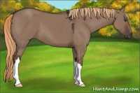 Horse Color:Liver Red Dun 