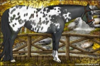 Horse Color:Black Appaloosa 