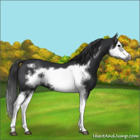 Horse Color:Black Splash Frame 