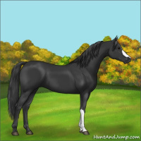 Horse Color:Black 