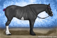 Horse Color:Black Rabicano
