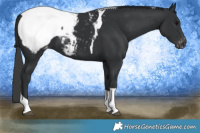 Horse Color:Black Tobiano Appaloosa 