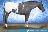 Horse Color:Black Tobiano Appaloosa 