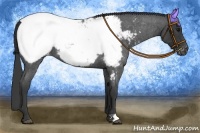 Horse Color:Blue Roan Appaloosa