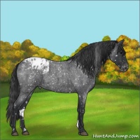 Horse Color:Blue Roan Blanket 