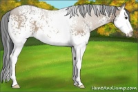 Horse Color:White Spotted Bay Dun Sabino Splash